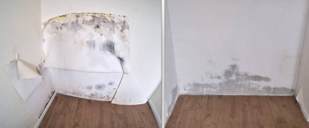 Best Best Mold Removal Companies  in Inman, KS